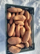 Bataty bataty 10kg batat