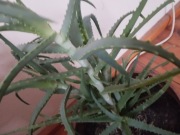 Aloes Roślina Świerza liście 0,5 kg. kosmetyk poparzenia owrzodzenia Leczy
