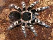 Ptasznik białokolanowy Acanthoscurria geniculata L3/L4