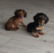 27 lat hodowli Rivulus FCI ZKWP Jamnik długowłosy miniaturowy