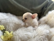 CHIHUAHUA ŚLICZNY DROBNIUTKI PIESEK KRÓTKOWŁOSY