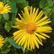 OMIEG WSCHODNI Doronicum orientale 200 nasion