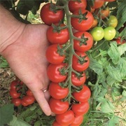 Pomidor Tudor F1 firmy ISI Sementi 4 nasiona cherry efektowne grona