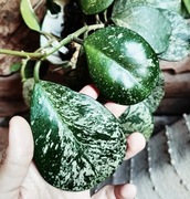 Hoya obovata silver splash