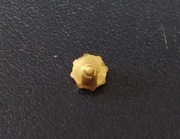 Koronka Cyma 4,9 x 2,7 mm zlota