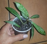 Hoya publicalyx hoja 