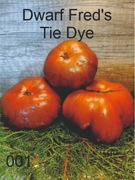 001_Dwarf Fred's Tie Dye. Pomidor kolekcjonerski.