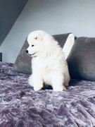 Samoyed Szczenięta