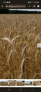 Sprzedaż żyto własnej produkcji
