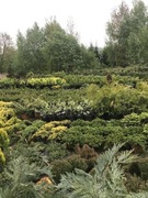 Sosna czarna sadzonka 50-60cm.