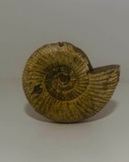 Amonit Perisphinctes – oryginalna skamielina z Madagaskaru | Okaz #01