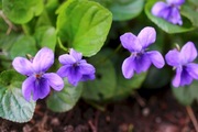 VIOLA FIOŁEK długo kwitnie do cienia 10 szt. z gruntu 