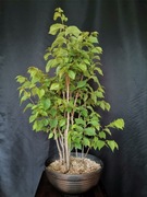 wiąz polny las bonsai prebonsai 