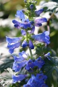 Penstemon mensarum 30n