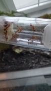 MRÓWKI Myrmica Rubra spora kolonia 1Q+15robo