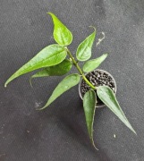 Hoya polyneura complex - sadzonka ukorzeniona