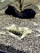 White Pearl - krewetki Neocaridina mleczno/białe