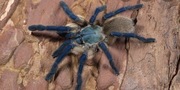 Monocentropus Balfouri 