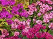 Pysznogłówka monarda mix wieloletnia bylina sadzonka 