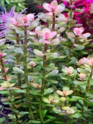 Ammania sp. Bonsai, sadzonka min. 7 cm, hodowla podwodna