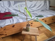 Philodendron Jerry Horne