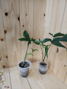Syngonium anguststum 