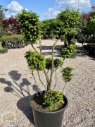 Cis Pospolity / Taxus Baccata / Wys.100-130cm /90l