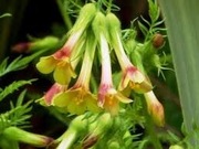 Wielosił skąpokwiatowy orginalna bylina wieloletnia sadzonka 