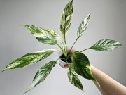 Sadzonka Spathiphyllum skrzydłokwiat diamond variegata świetne geny nr2