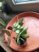 Hoya ds70 variegata ukorzeniona 