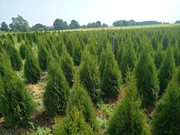 Thuja thuje tuja tuje smaragd szmaragd 100-200cm