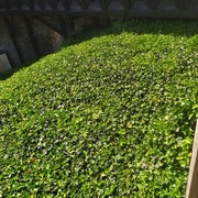 BLUSZCZ hedera helix 130-150 cm