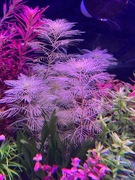 Myriophyllum sp. Gold, sadzonka ok. 7 cm,  hodowla podwodna