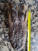 Wyprawiona głowa aligatora albo krokodyla