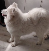 Samoyed szczeniak ZKwP