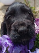  Cocker spaniel angielski 