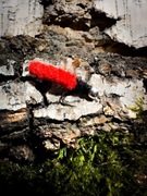 Micro jig na białoryb