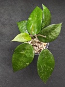 Hoya MA07 Anjuk Ladang - sadzonka ukorzeniona