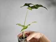 Syngonium angustatum tricolor w gruzie hydroponika 