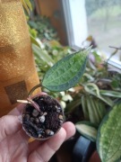 Hoya  macrophylla pot od gold rosnąca 