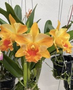 Storczyk Rlc. Miss Thailand Mariya