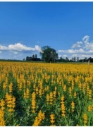 Łubin żółty szerokolistny mister ostatnie 5kg