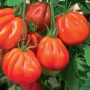 Pomidor Red Pear nasiona kolekcjonerskie