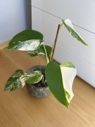 Monstera Variegata