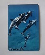 Magnes na lodówkę Tenerife Teneryfa Delfiny (31).