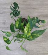 Epipremnum pinnatum Cintho Goldfinger