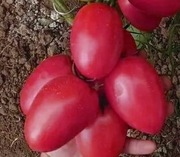 Pomidor Pink Pioneer F1 - Nasiona Holenderskie