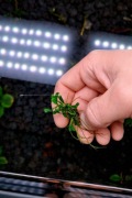 Anubias Micro  MINI Anubias | Kępa z korzeniami  Idealny na przód akwarium