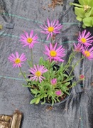 Aster alpejski róż 1.5l donica