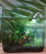 Akwarium krewetkarium kostka 20x20cm krewetki caridina crystal red